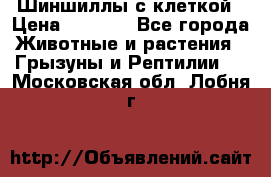 Шиншиллы с клеткой › Цена ­ 8 000 - Все города Животные и растения » Грызуны и Рептилии   . Московская обл.,Лобня г.